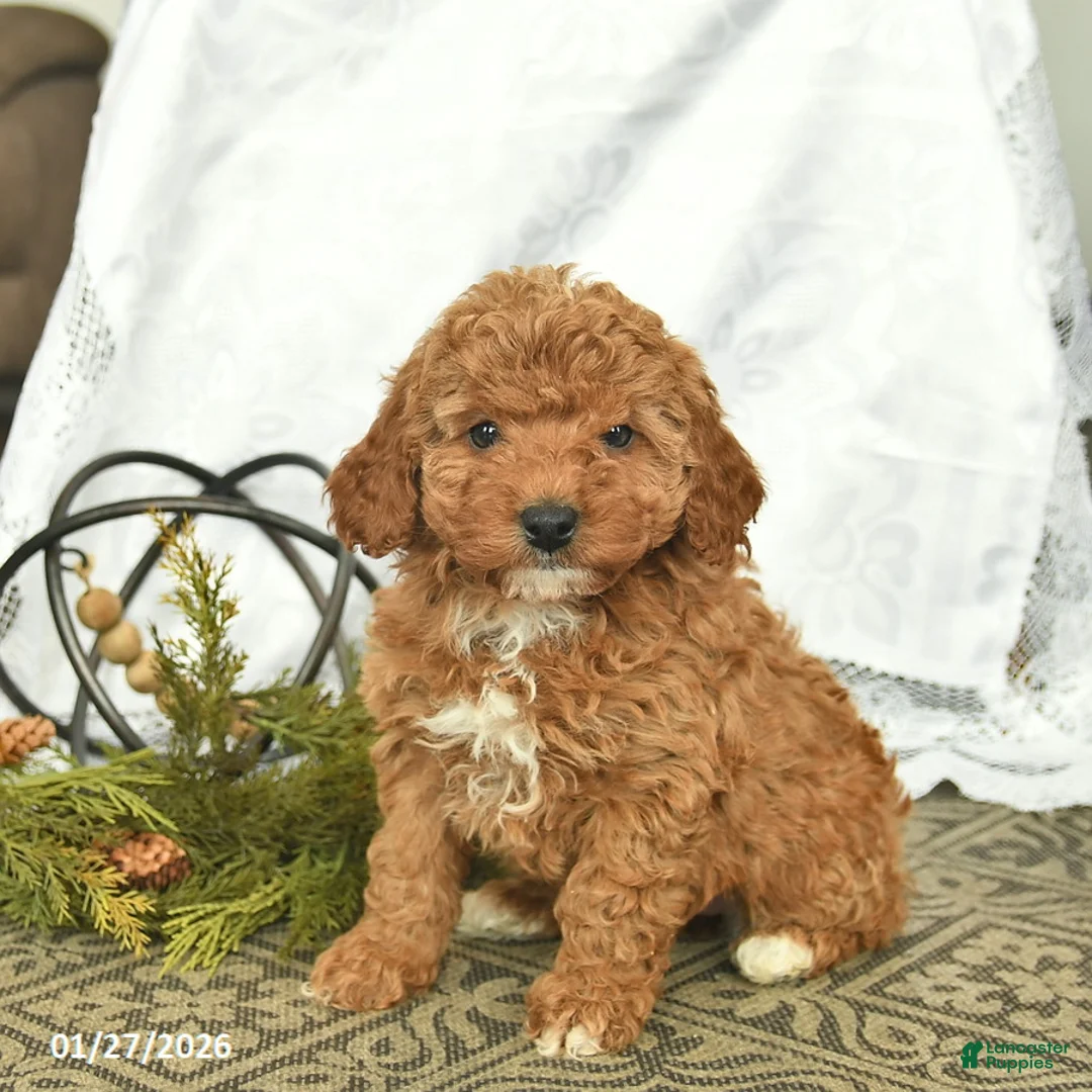 Miniature Poodle dogs for sale: Clementine - Ad 2