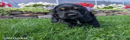 Cocker Spaniel dogs for sale: Alisa - Ad 5