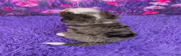 Mini Bernedoodle dogs for sale: Keegan - Ad 4
