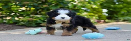 Mini Bernedoodle dogs for sale: Kip - Ad 5