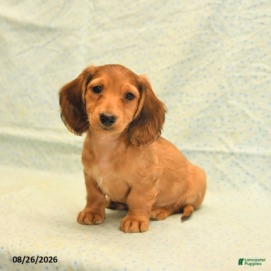 Dachshund dogs Leo - Ad 1