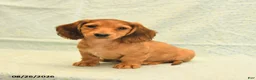 Dachshund dogs for sale: Leo - Ad 1