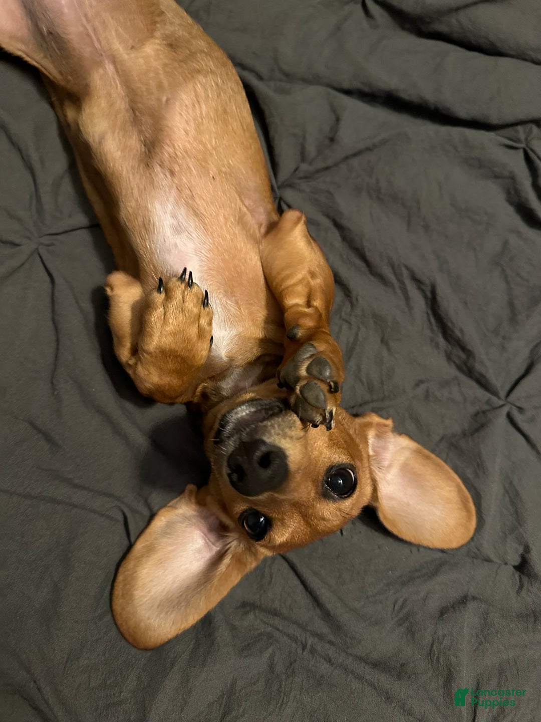 Dachshund dogs for sale: Little Lady 1 - Ad 6