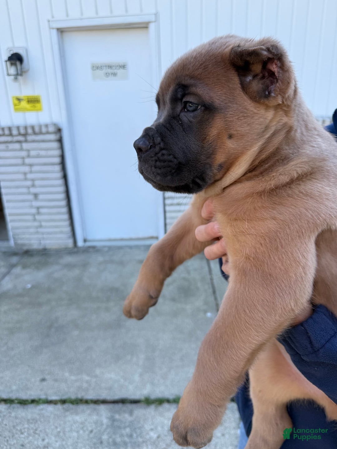 Cane Corso dogs for sale: Rocky - Ad 2