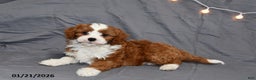 Cavapoo dogs for sale: Midnight - Ad 2