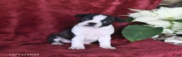 Boston Terrier dogs for sale: Brooklyn - Ad 4