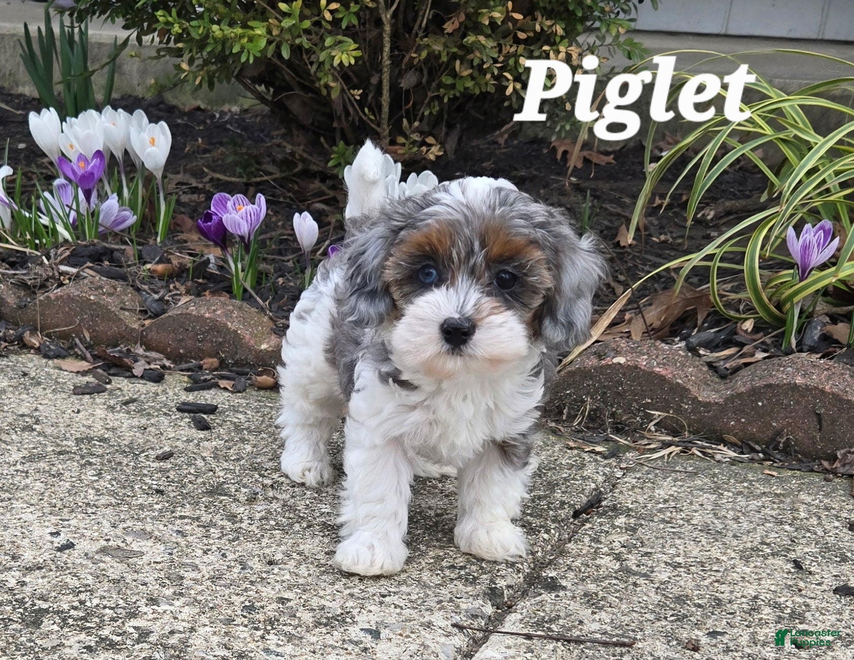 Cavapoo dogs Piglet - Ad 1
