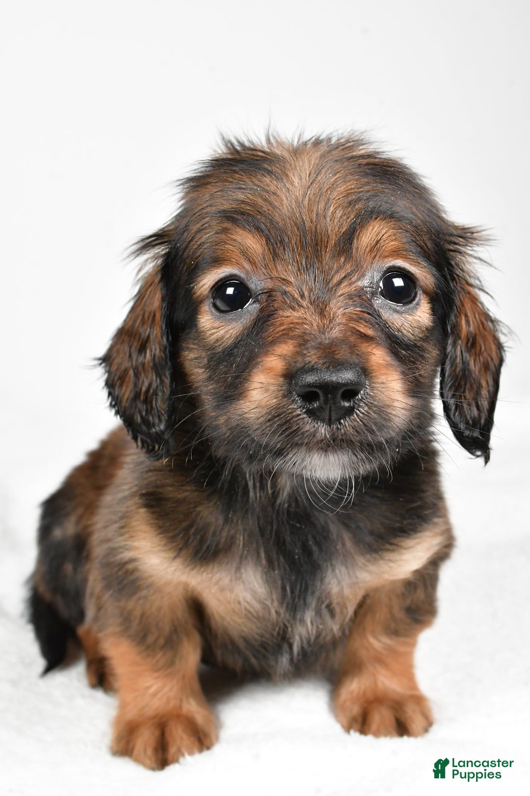Miniature Dachshund dogs for sale: Bailey  - Ad 7