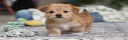 Morkie dogs for sale: Rory - Ad 9