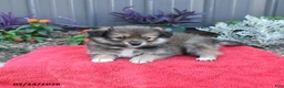 Pomeranian dogs for sale: Hyde - Ad 4