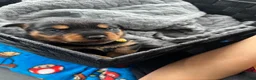 Rottweiler dogs for sale: Winny - Ad 12