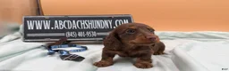 Miniature Dachshund dogs for sale: Russian champion lines  - Ad 5