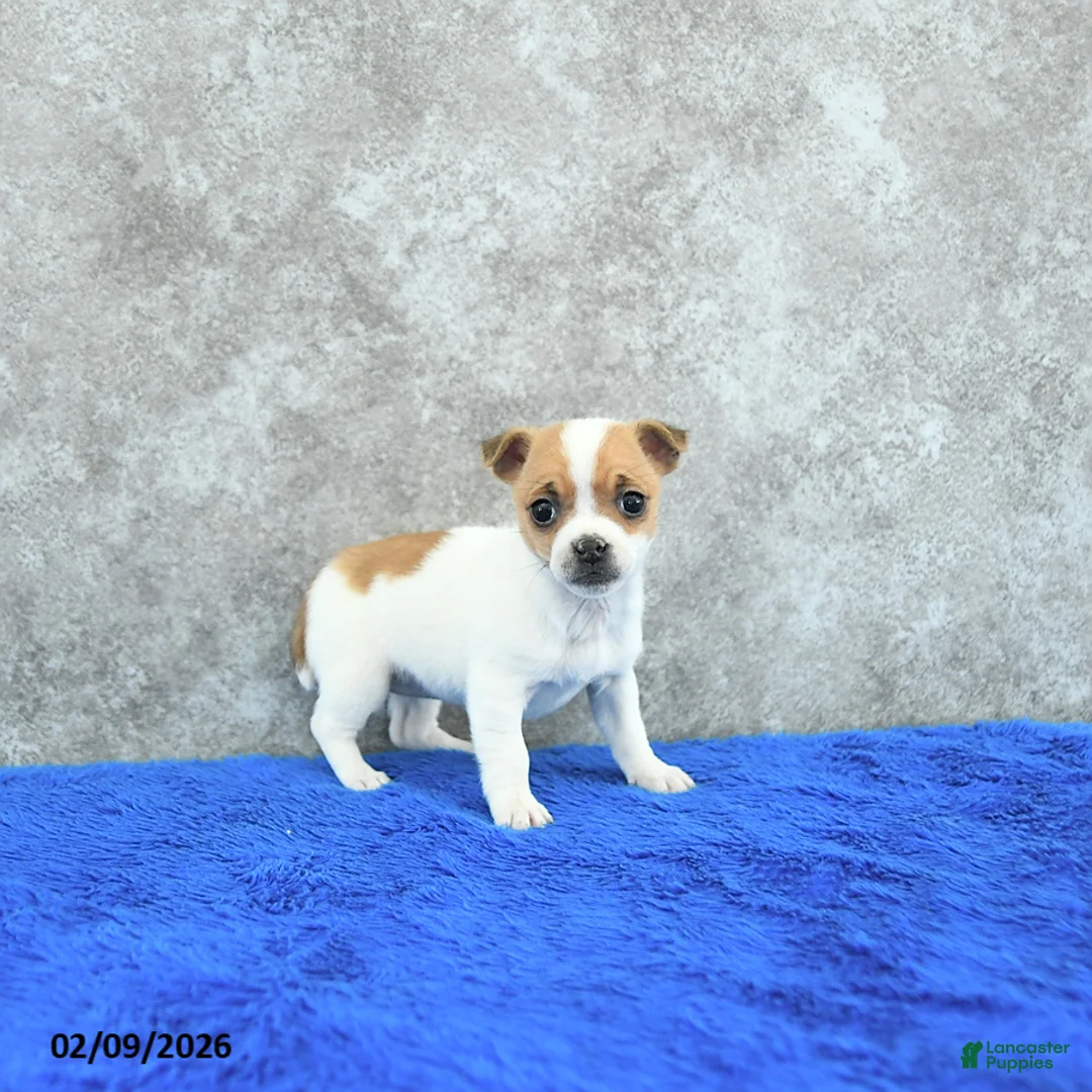 Mixed Breed dogs for sale: Aspen - Ad 1