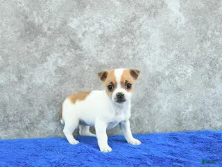 Mixed Breed dogs Aspen - Ad 18