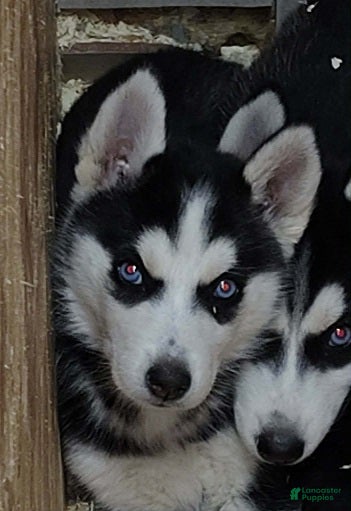 Siberian Husky dogs for sale: Fluttershy - Ad 1
