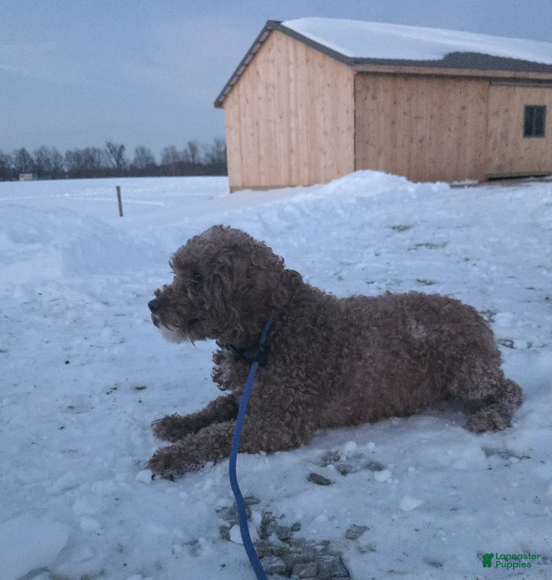 Miniature Poodle dogs for sale: Kooper - Ad 8