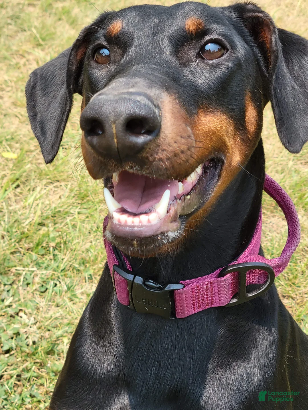 Doberman Pinscher dogs for sale: Kalypso - Ad 2