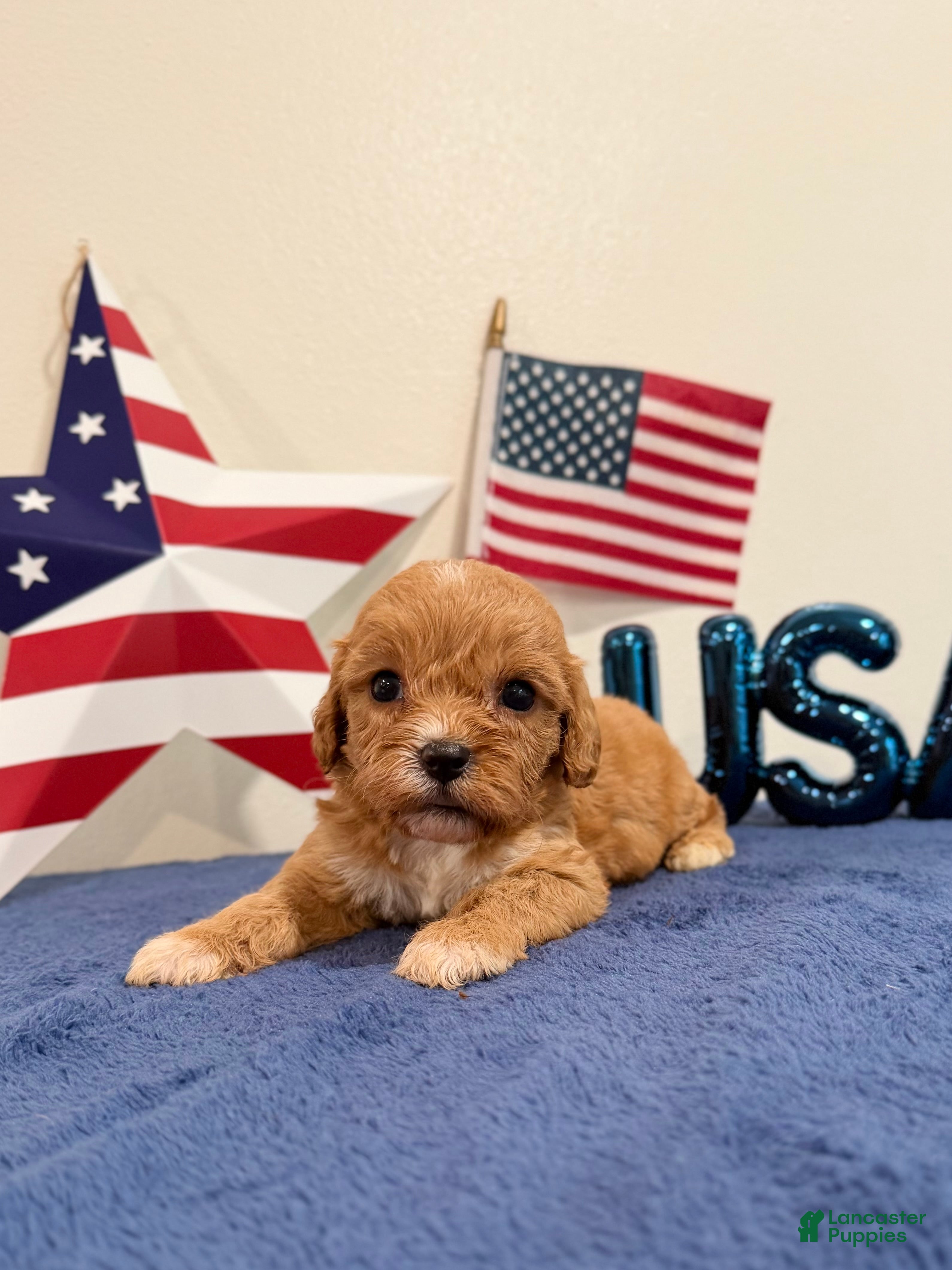 Cavapoo dogs Sparkler - Ad 1