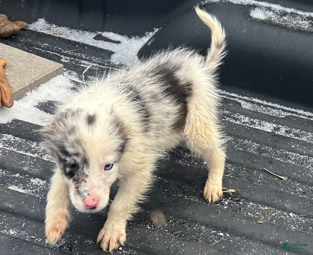 Border Collie dogs for sale: Border Collie Puppy 1 - Ad 1