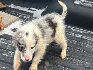 Border Collie dogs Border Collie Puppy 1 - Ad 6