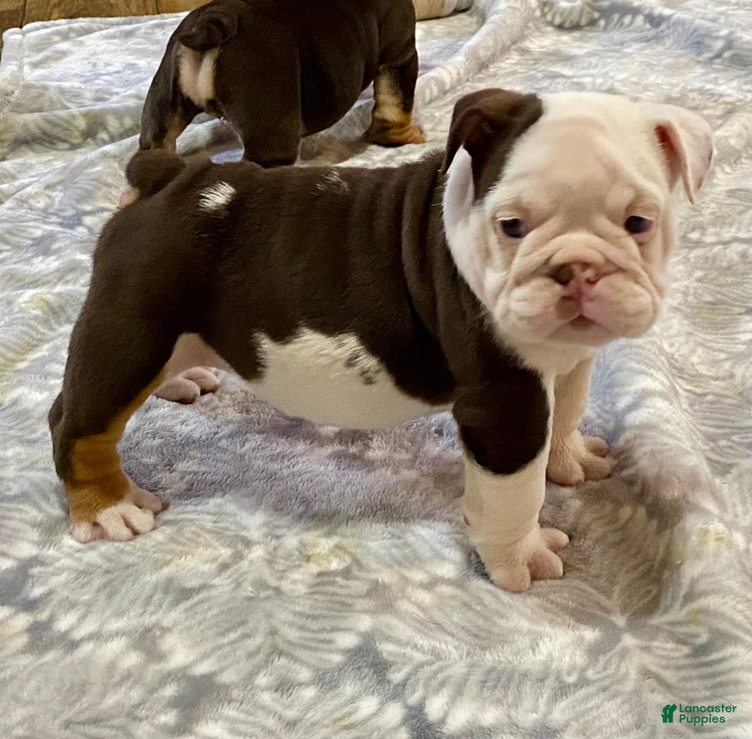 English Bulldog dogs for sale: Willow  - Ad 3