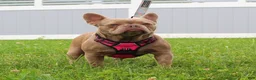 French Bulldog dogs for sale: Miranda - Ad 7