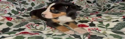 Greater Swiss Mountain Dog dogs for sale: Holly  - Ad 15