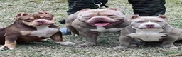 American Bully dogs for stud: Bastian’s Megalodon (Phoking Colossal Son) - Ad 3