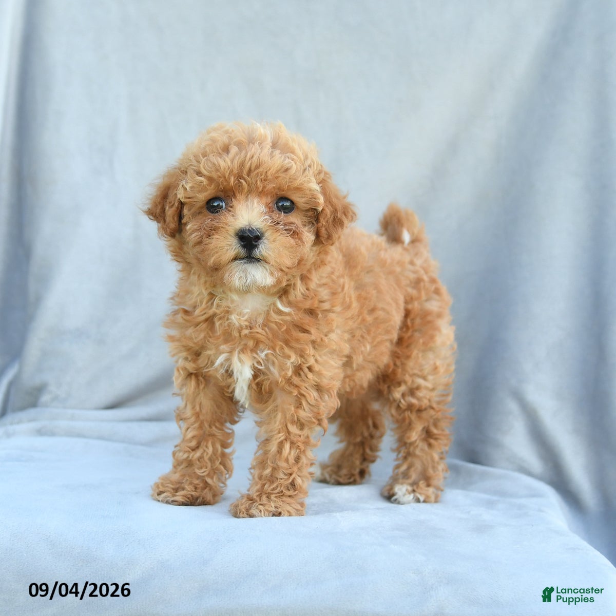 Bichpoo dogs Zoey - Ad 2