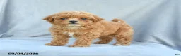 Bichpoo dogs for sale: Zoey - Ad 2