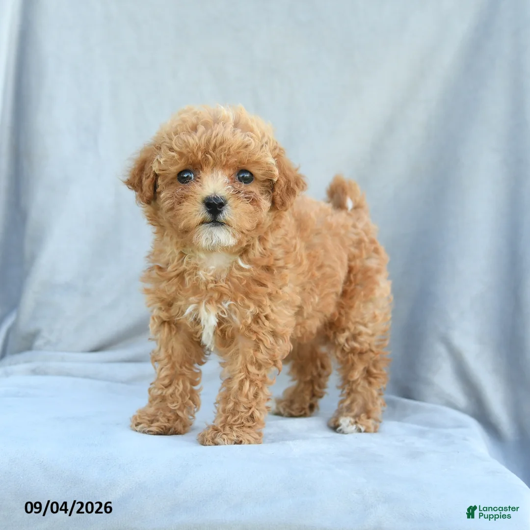 Bichpoo dogs for sale: Zoey - Ad 2