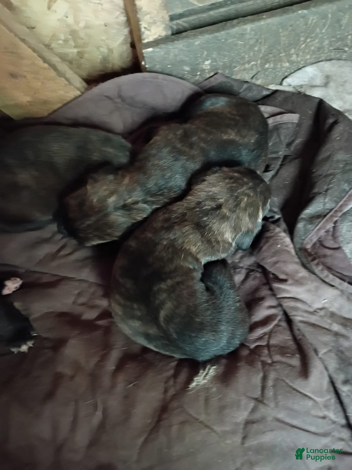 Cane Corso dogs Cane Corso 8 - Ad 12