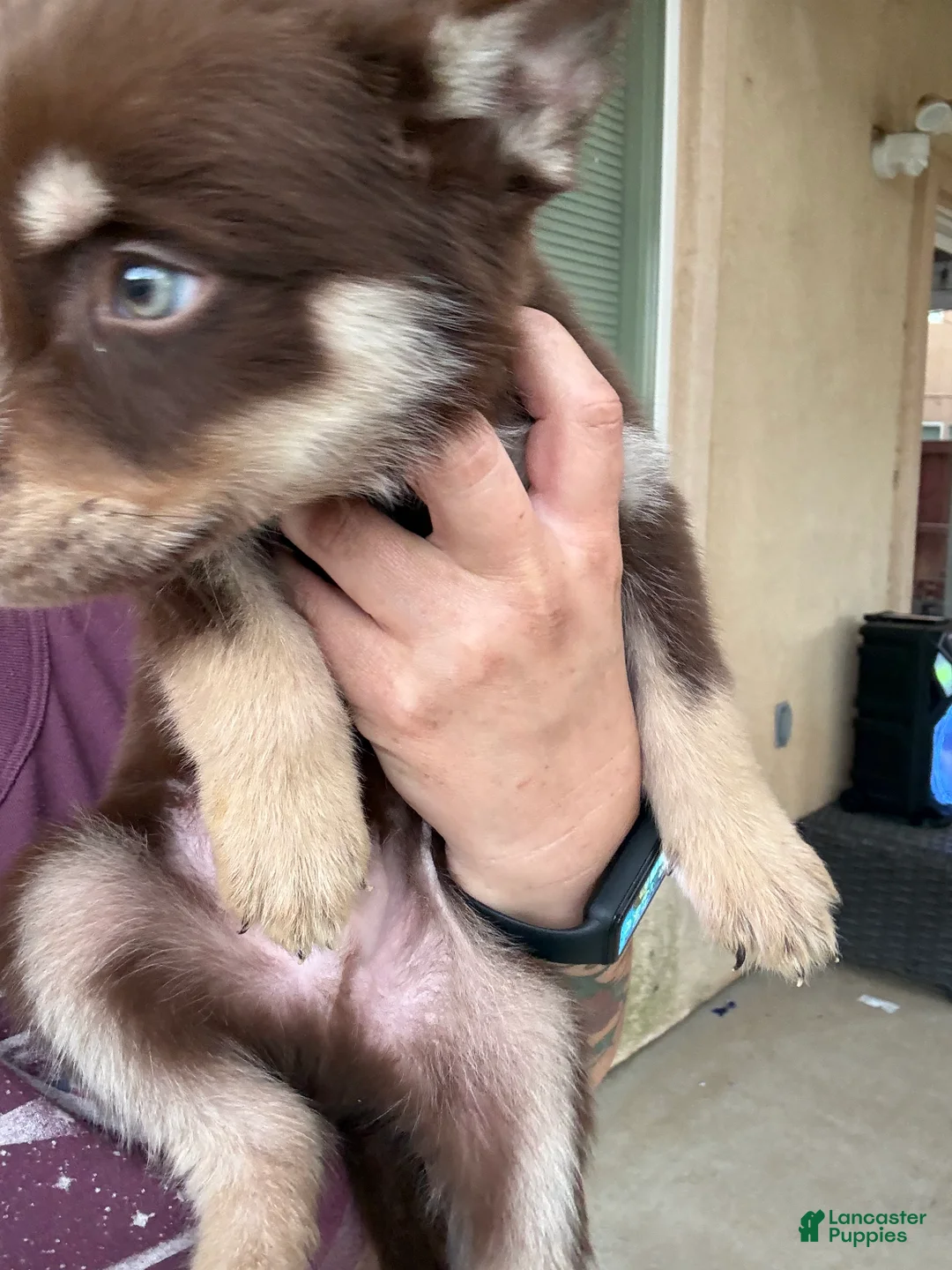 Pitsky dogs for sale: Pitsky 4 - Ad 2