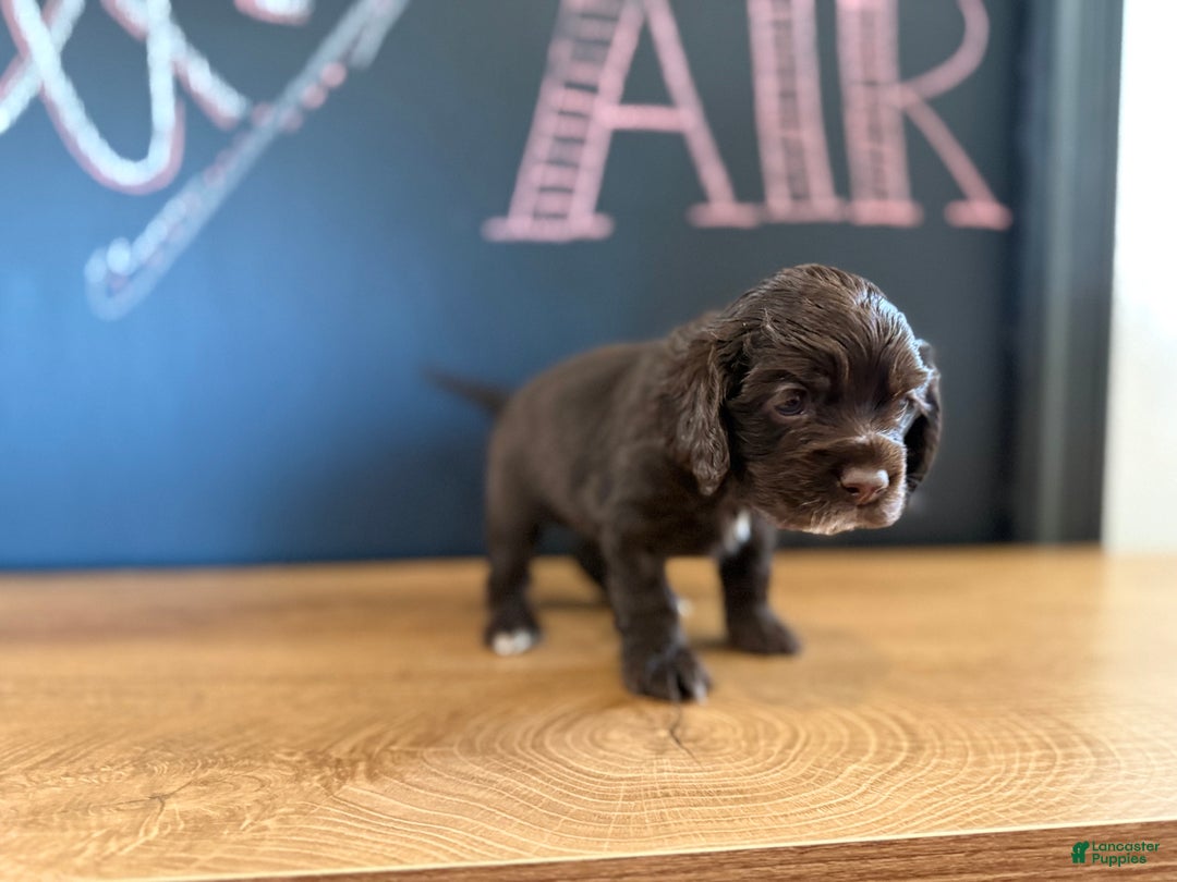 Cocker Spaniel dogs for sale: Aster - Ad 3