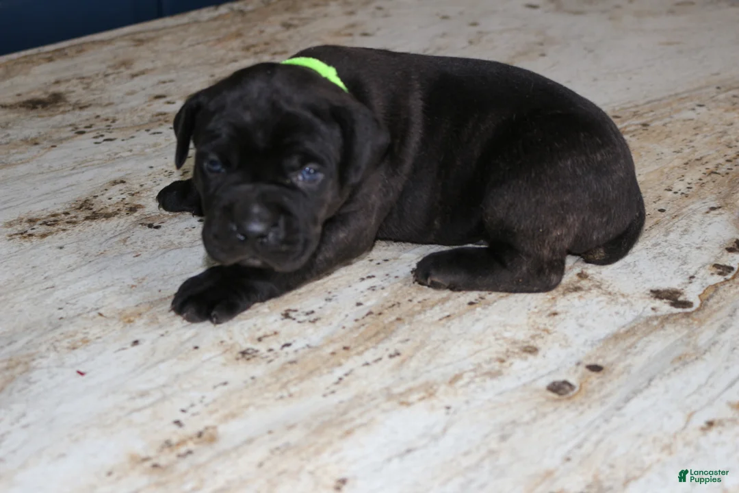 Cane Corso dogs for sale: Green - Ad 1