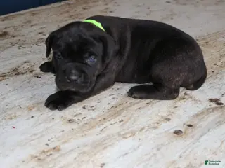 Cane Corso dogs Green - Ad 29