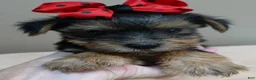 Yorkshire Terrier dogs for sale: Ziggy 2 pounds - Ad 10