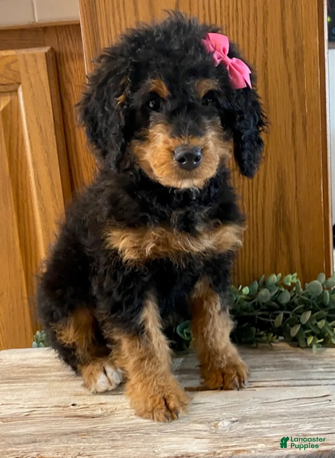 Mini Bernedoodle dogs for sale: Jazzy - Ad 1