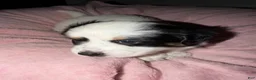 Mixed Breed dogs for sale: Mixed Breed 1 - Ad 3