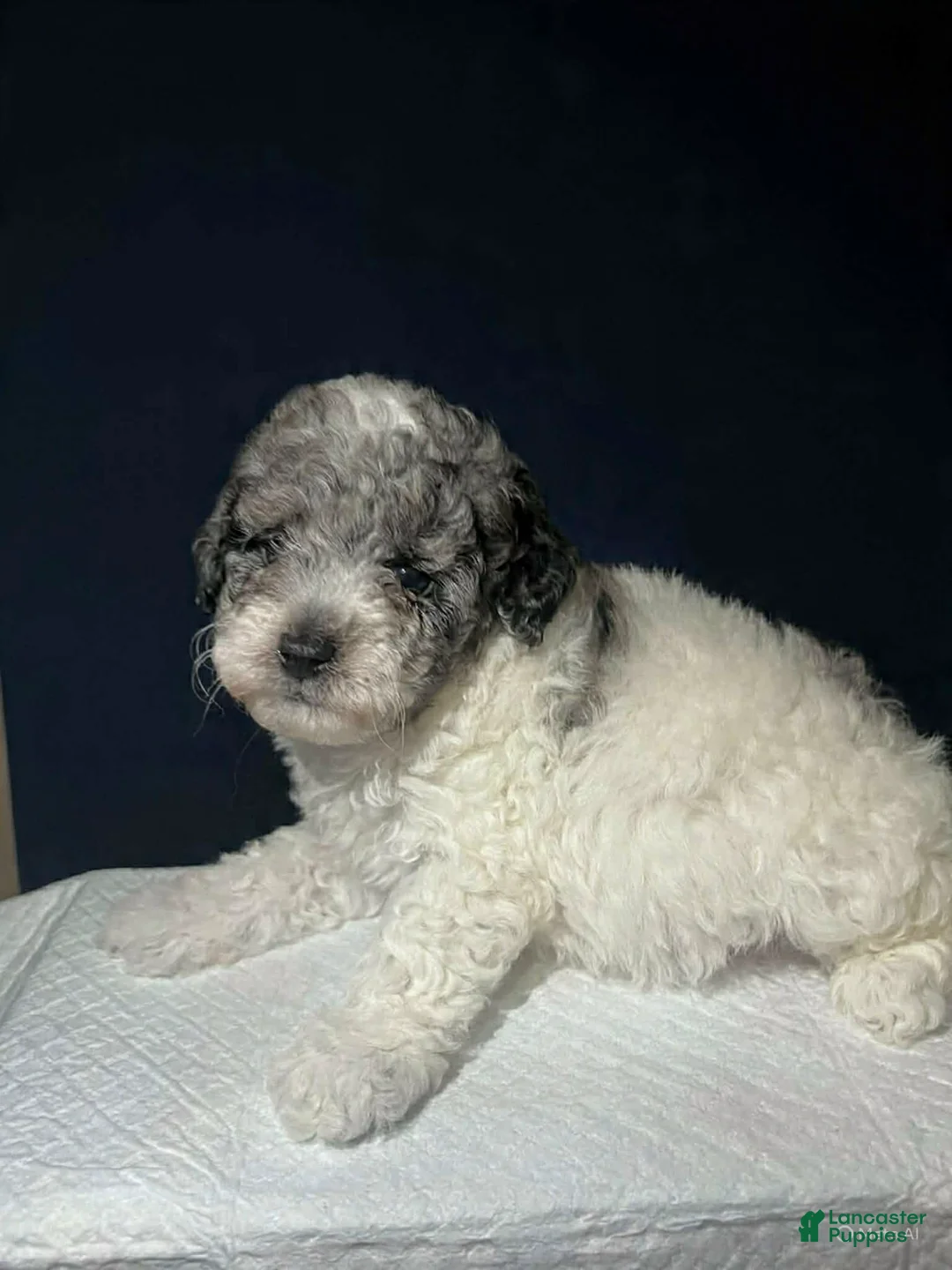 Shihpoo dogs for sale: Teacup - Ad 1