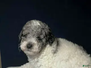 Shihpoo dogs for sale: Teacup - Ad 2