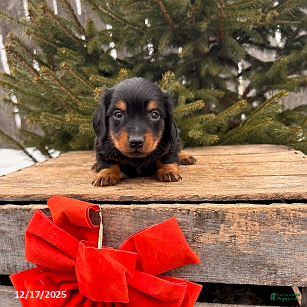 Miniature Dachshund dogs for sale: Scott - Ad 2