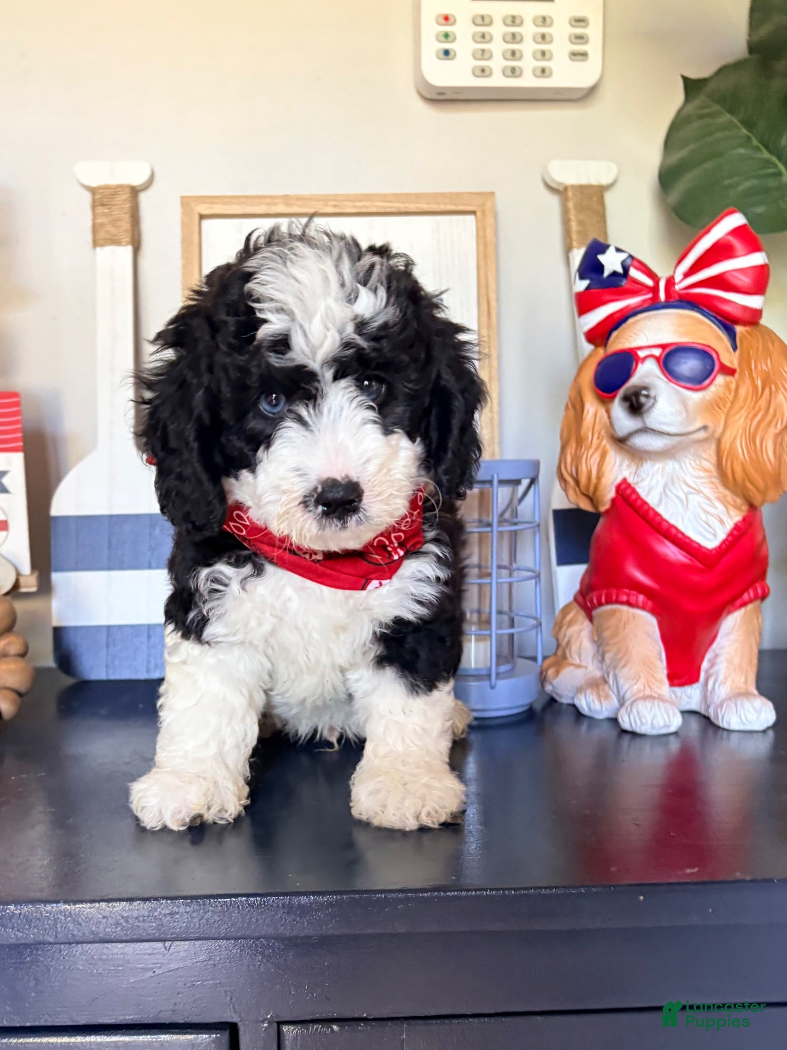 Mixed Breed dogs Mixed Breed 3 - Ad 5