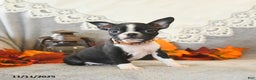 Boston Terrier dogs for sale: Monty - Ad 3