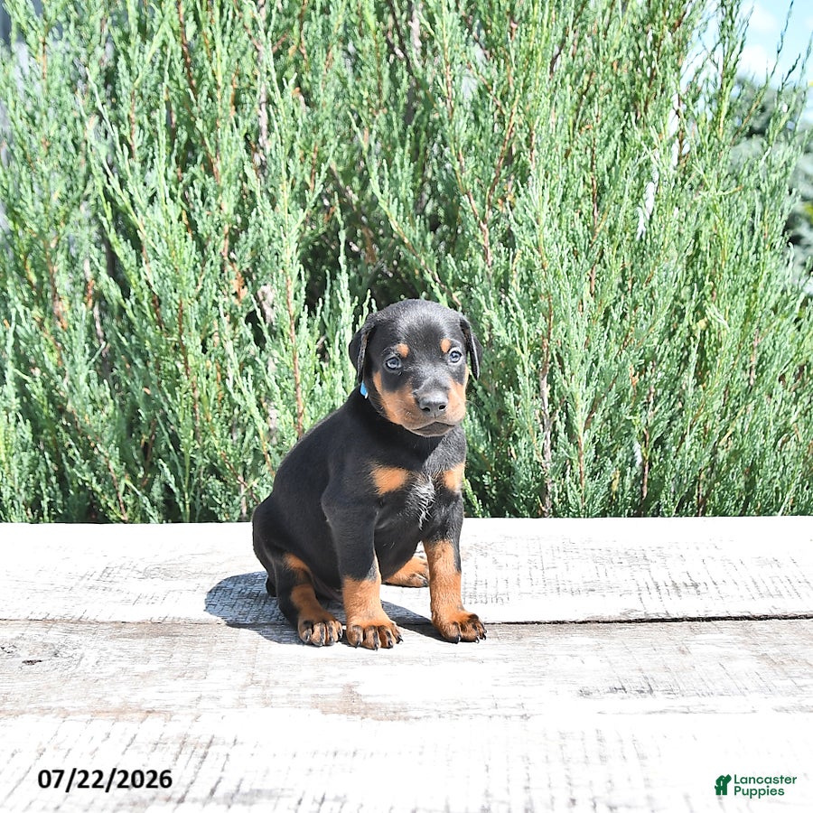 Doberman Pinscher dogs Benji - Ad 2