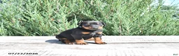 Doberman Pinscher dogs for sale: Benji - Ad 2