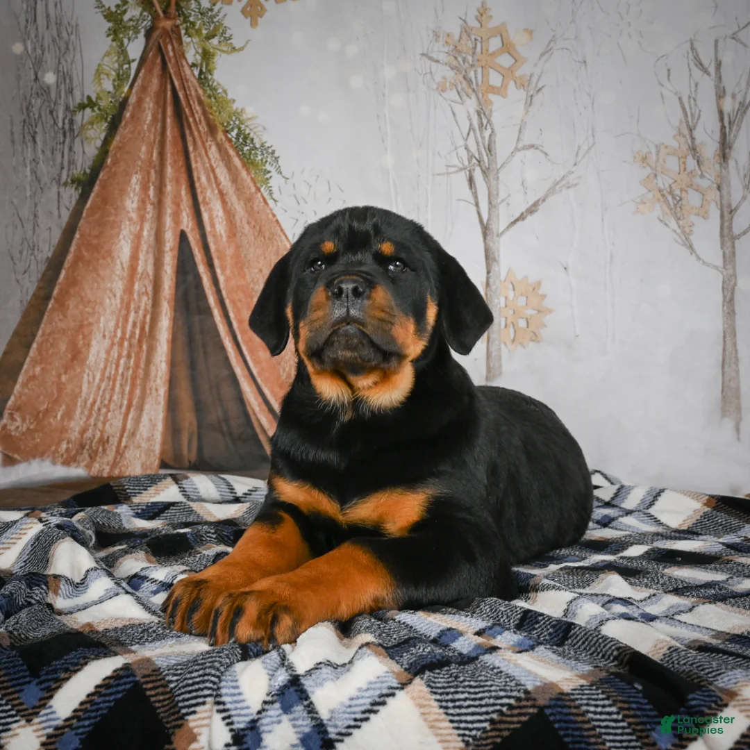 Rottweiler dogs for sale: Tara/ Mocha – Santos Ad-Dirah - Ad 16
