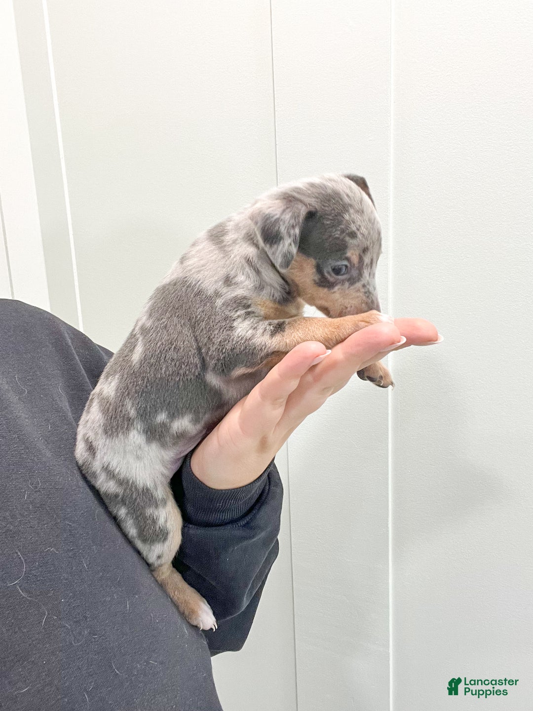 Weston for sale in Millersburg Lancaster Puppies