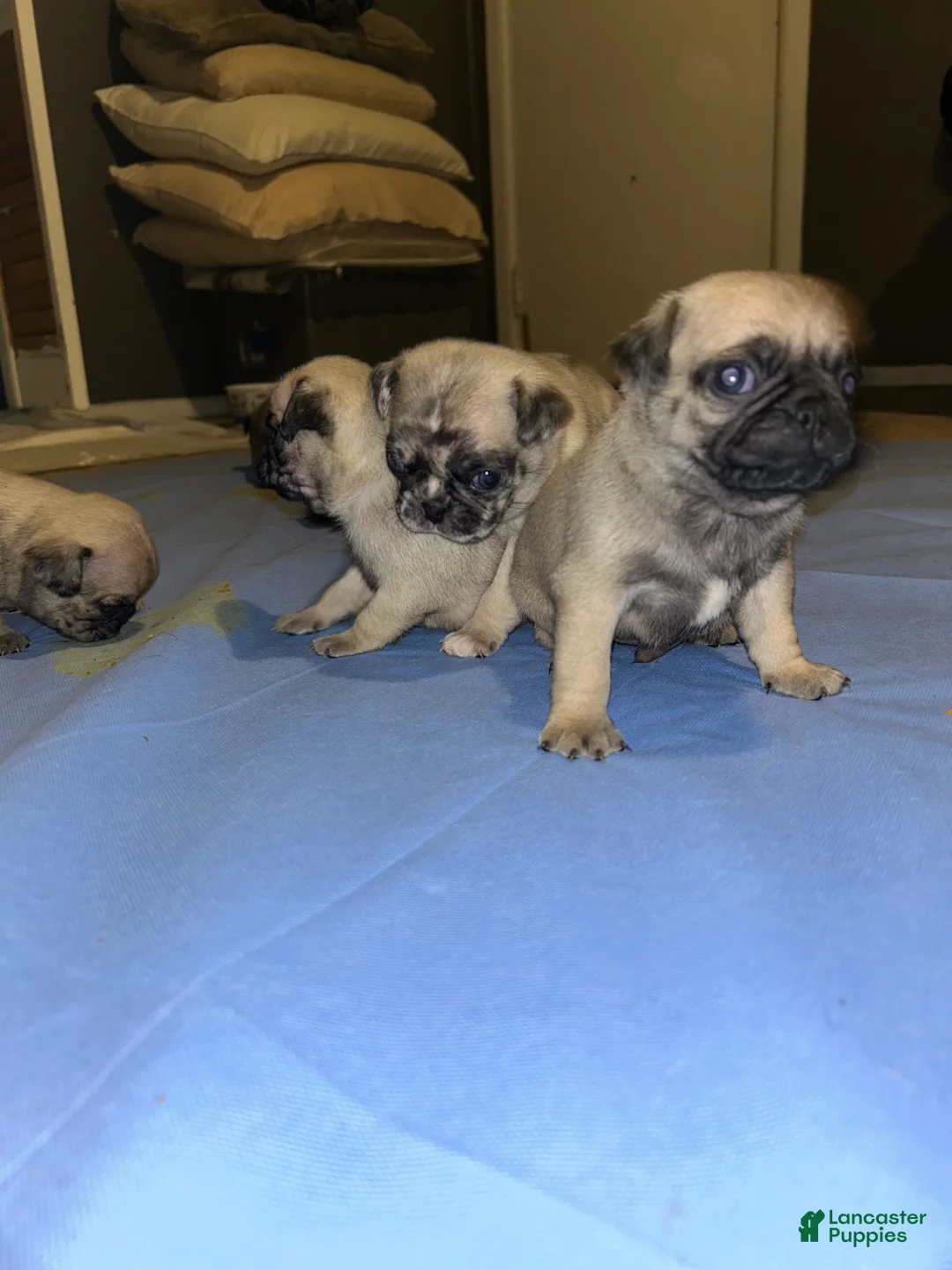 Pug dogs for sale: Pug Puppy 5 - Ad 2