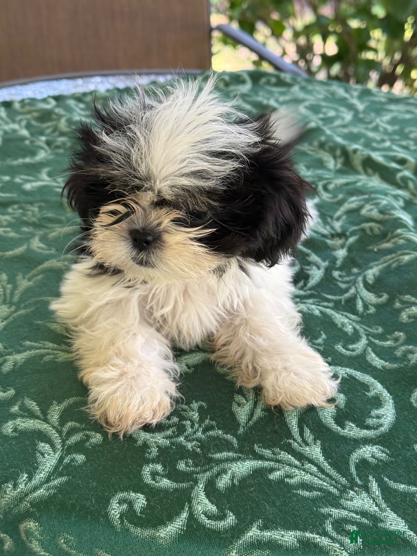 Shih Tzu dogs LEIA - Ad 1